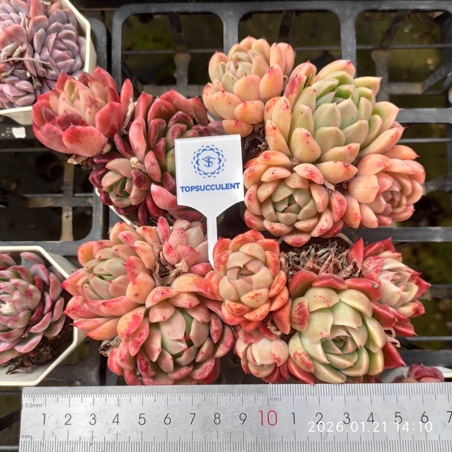 22517 ビーテル x オリジナル ブルー サプライズ