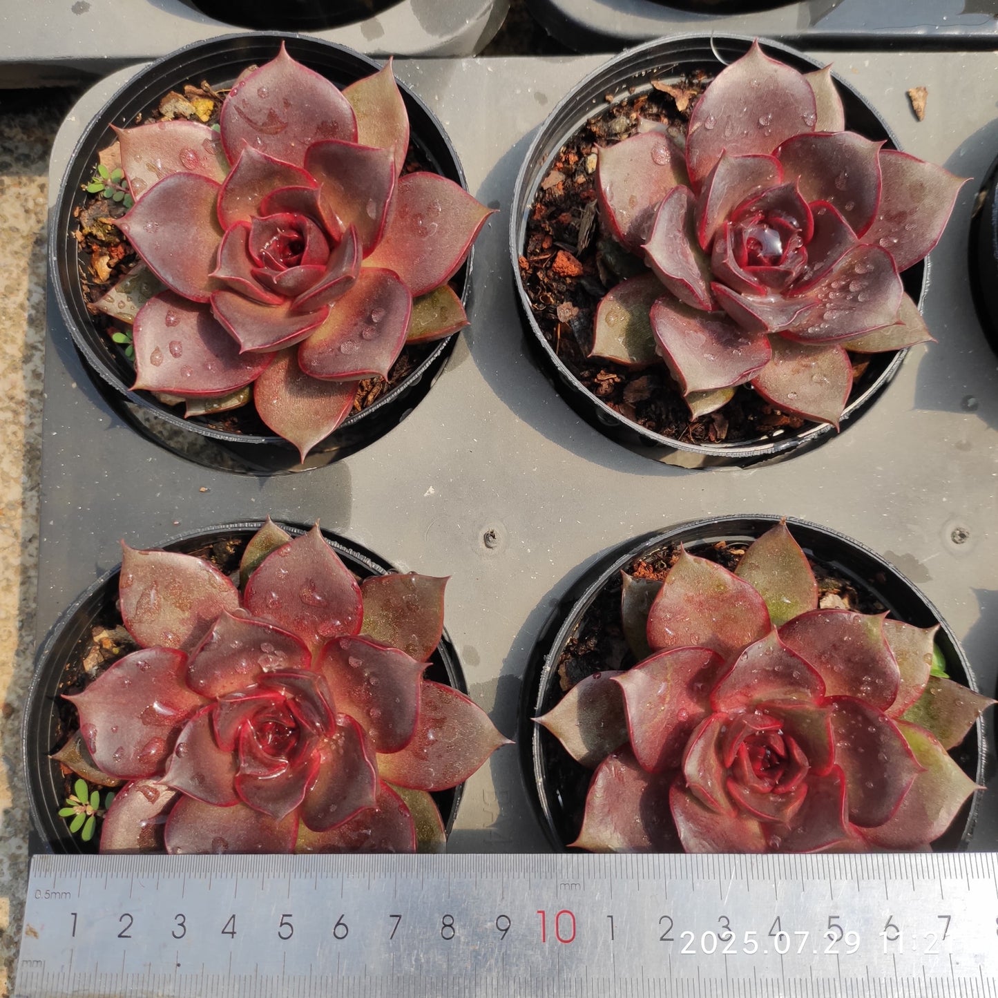 ZZA345 レッド ローズ(9cm pot)