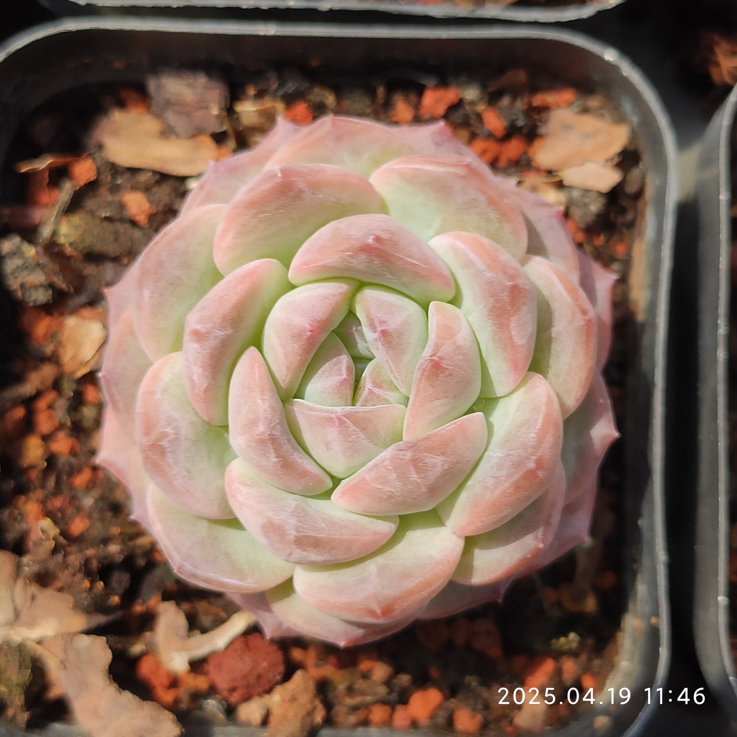ZZA941 シュガー チェリー(7cm pot)