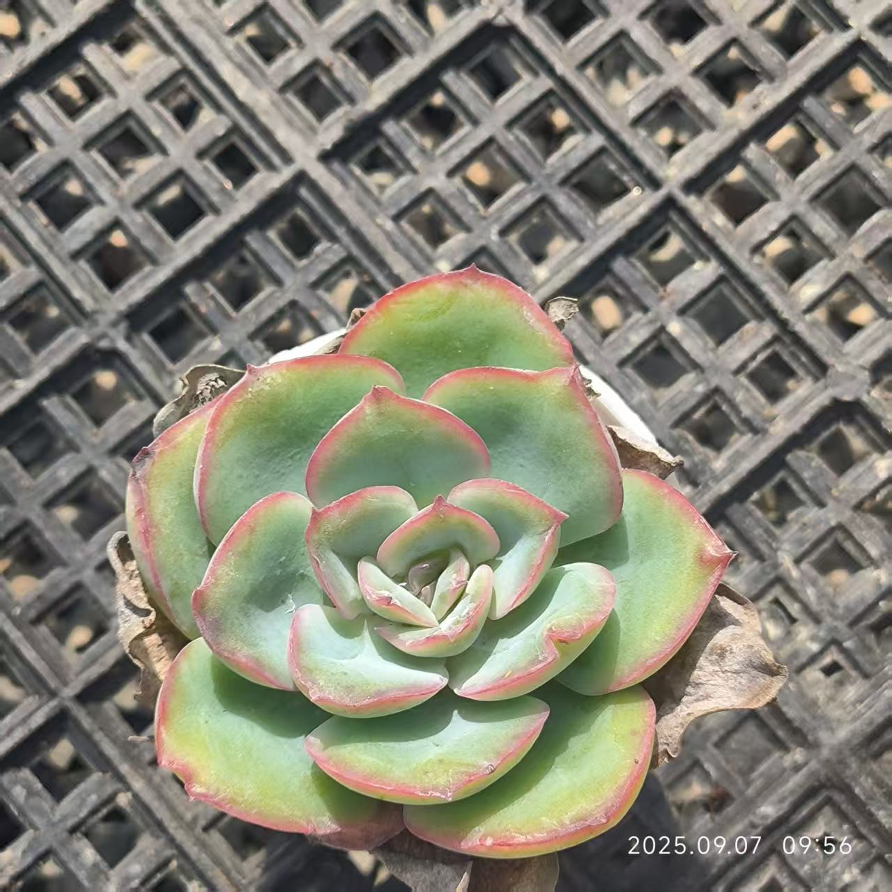 FFH330 モーニングデュー(6.5cm pot)