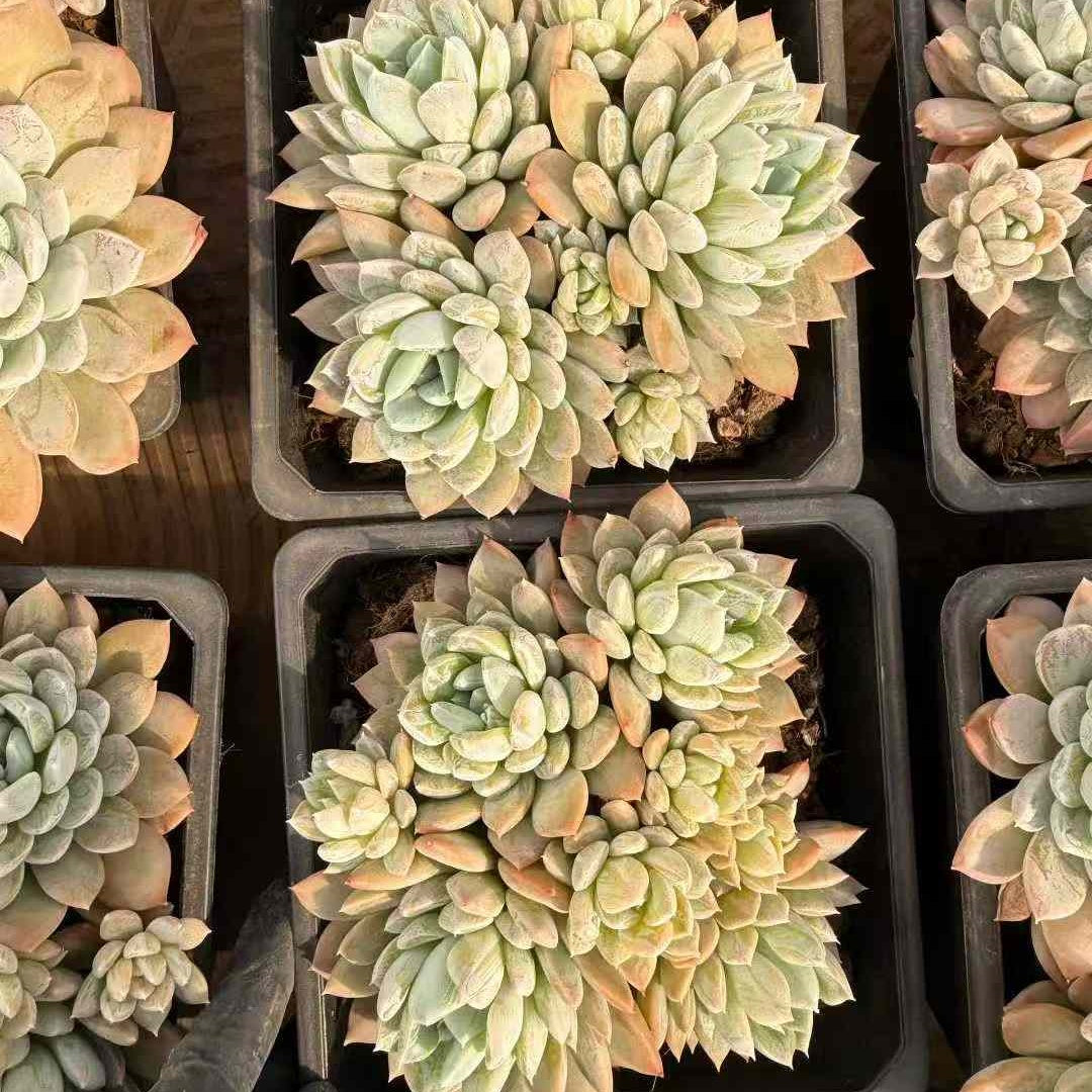 24117 ホワイトスーツ