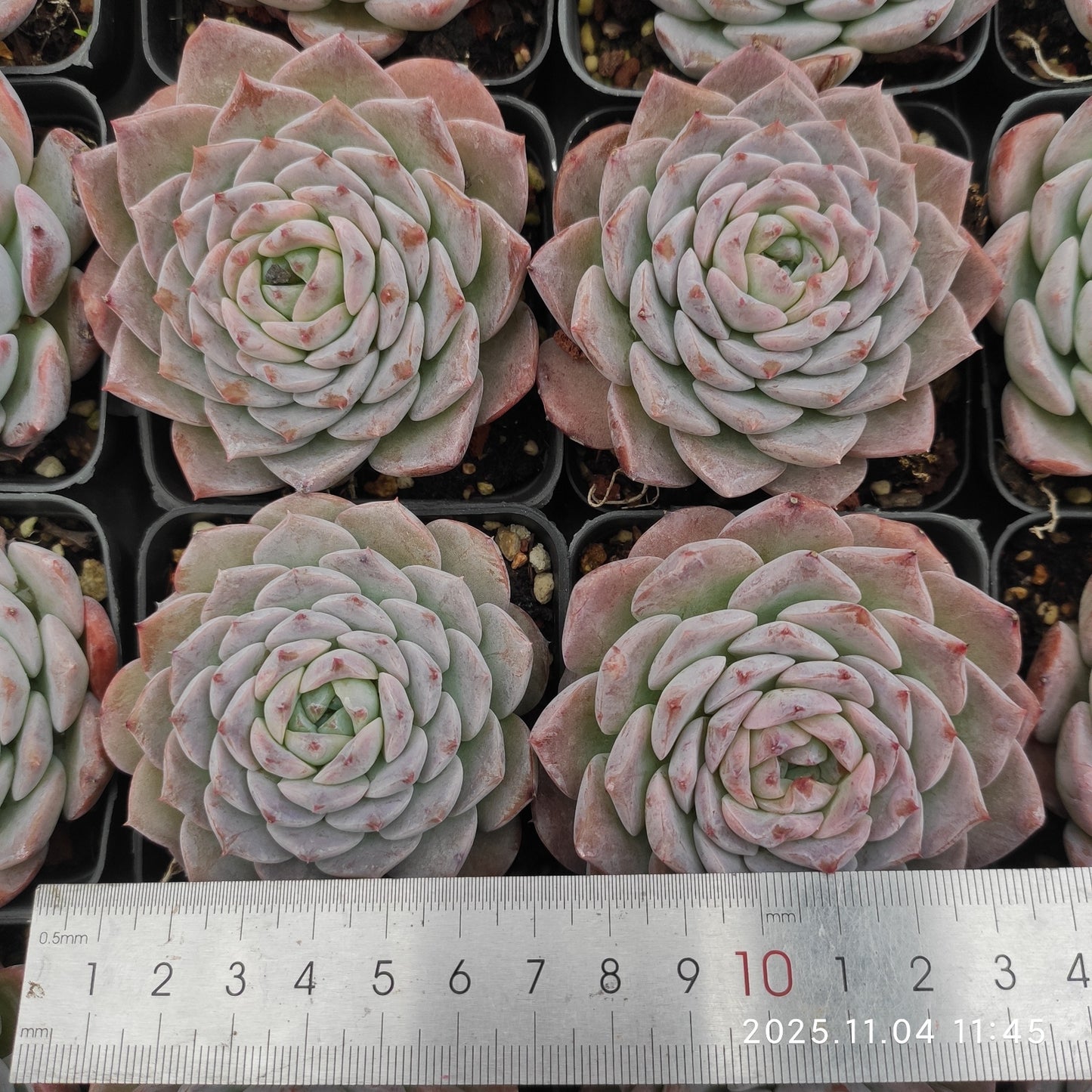 18905 アメイジンググレイス(7cm pot)