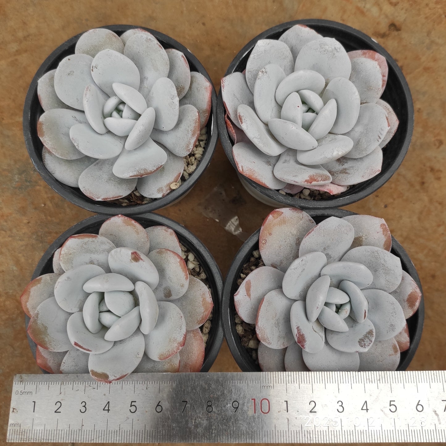 MMY175 ラウイ(9cm pot)