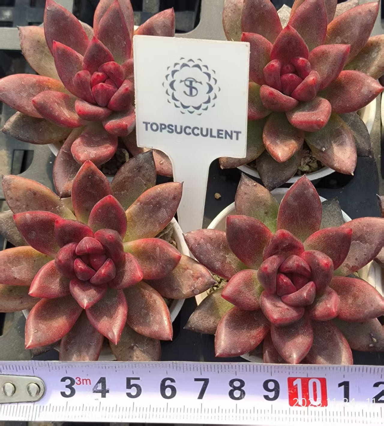 22485 パープルローズ(6.5cm pot)