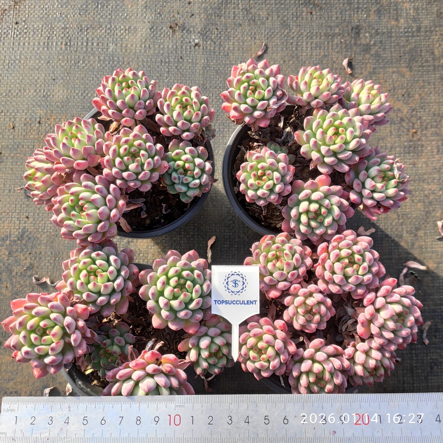 24752 ブルーエルフ