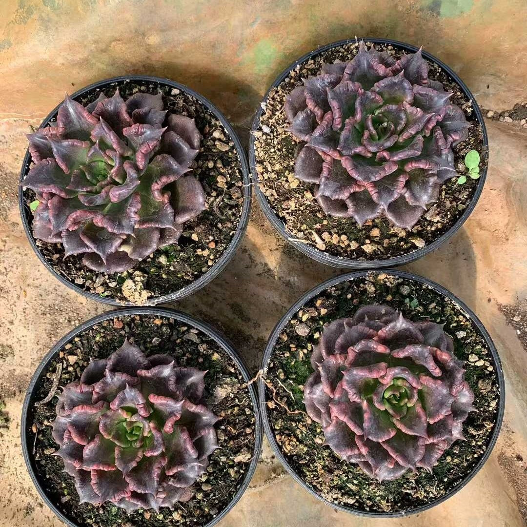 26209 ブラックマディバ