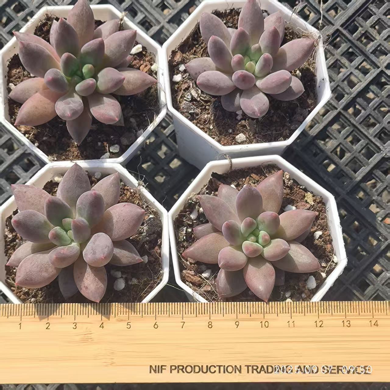 FFH332 チェリーズ(6.5cm pot)