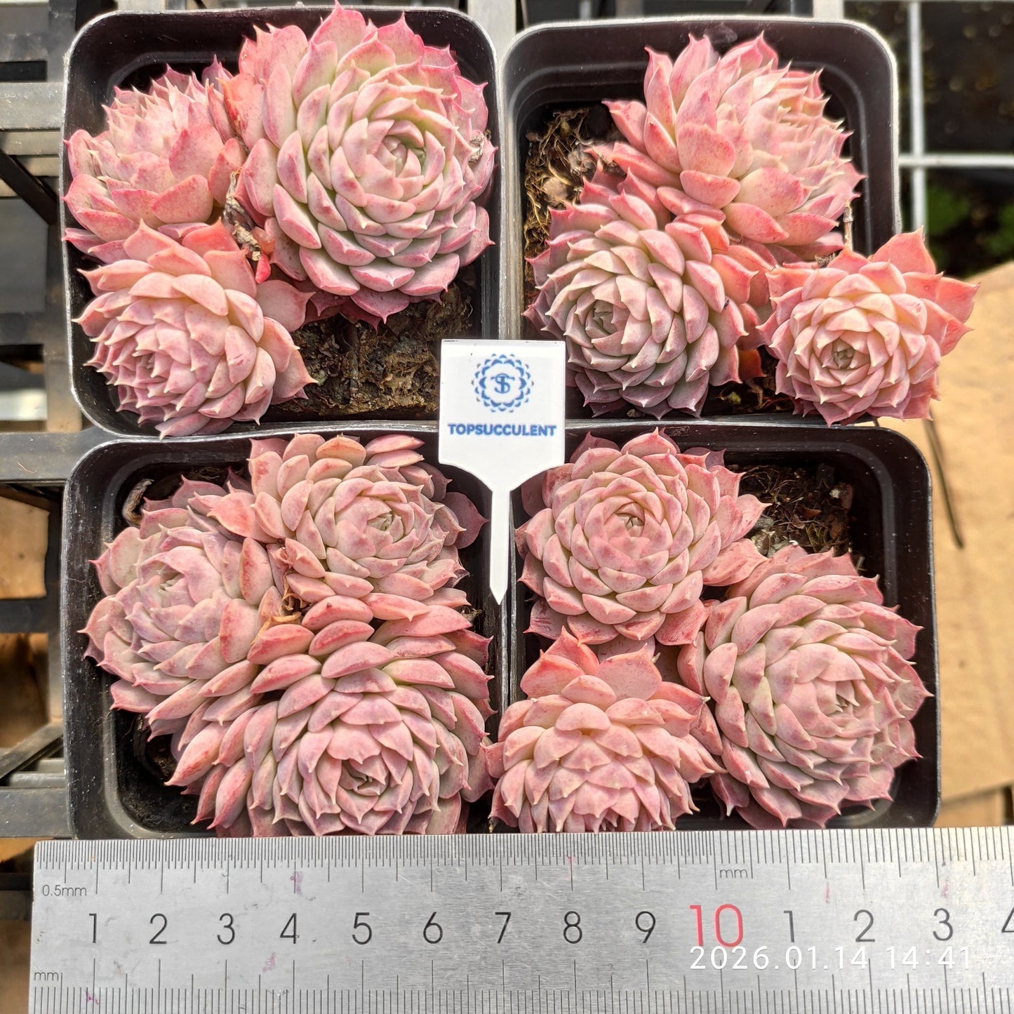 24735 シャーロットローズ