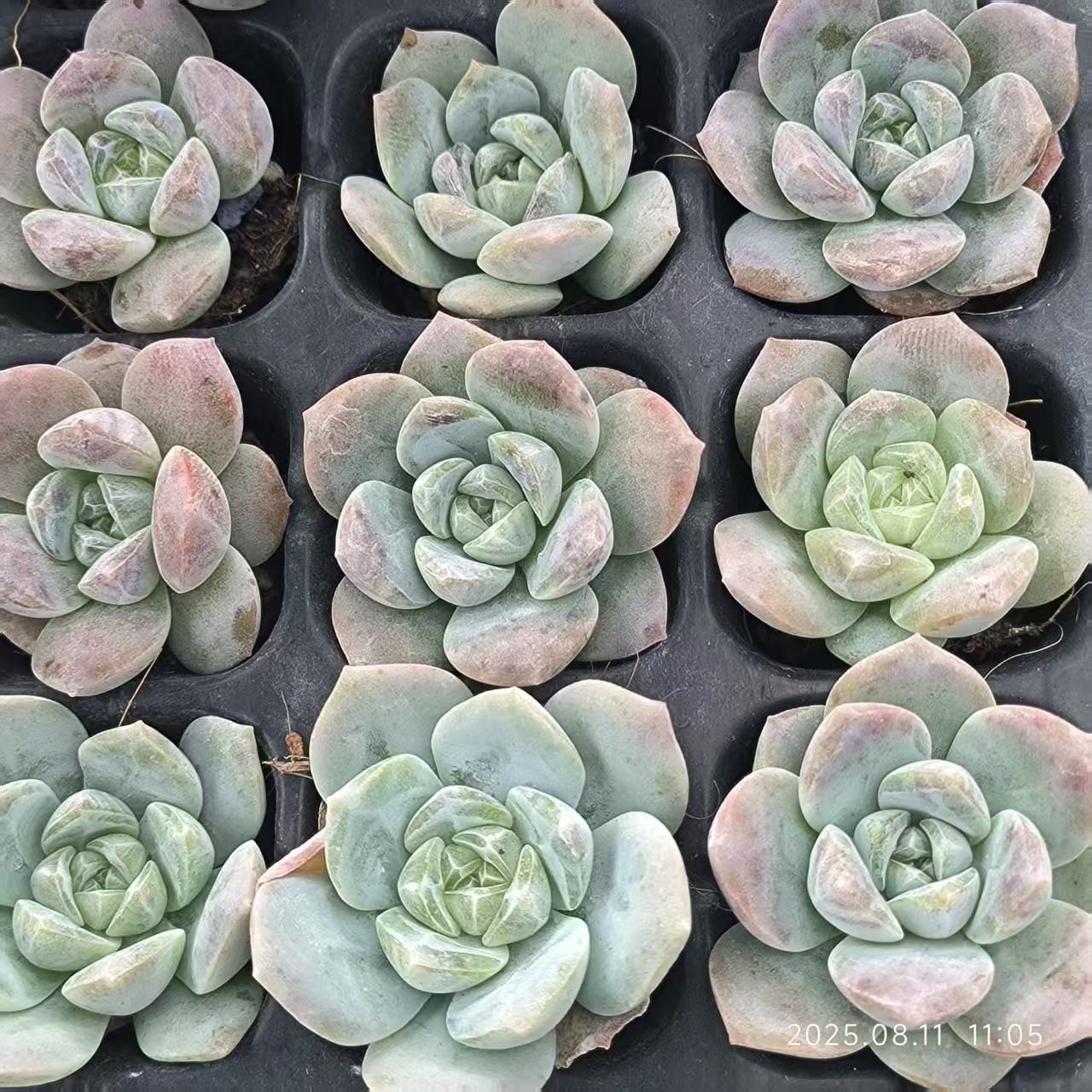 JC109 ホワイトオレンジ (3cm pot)