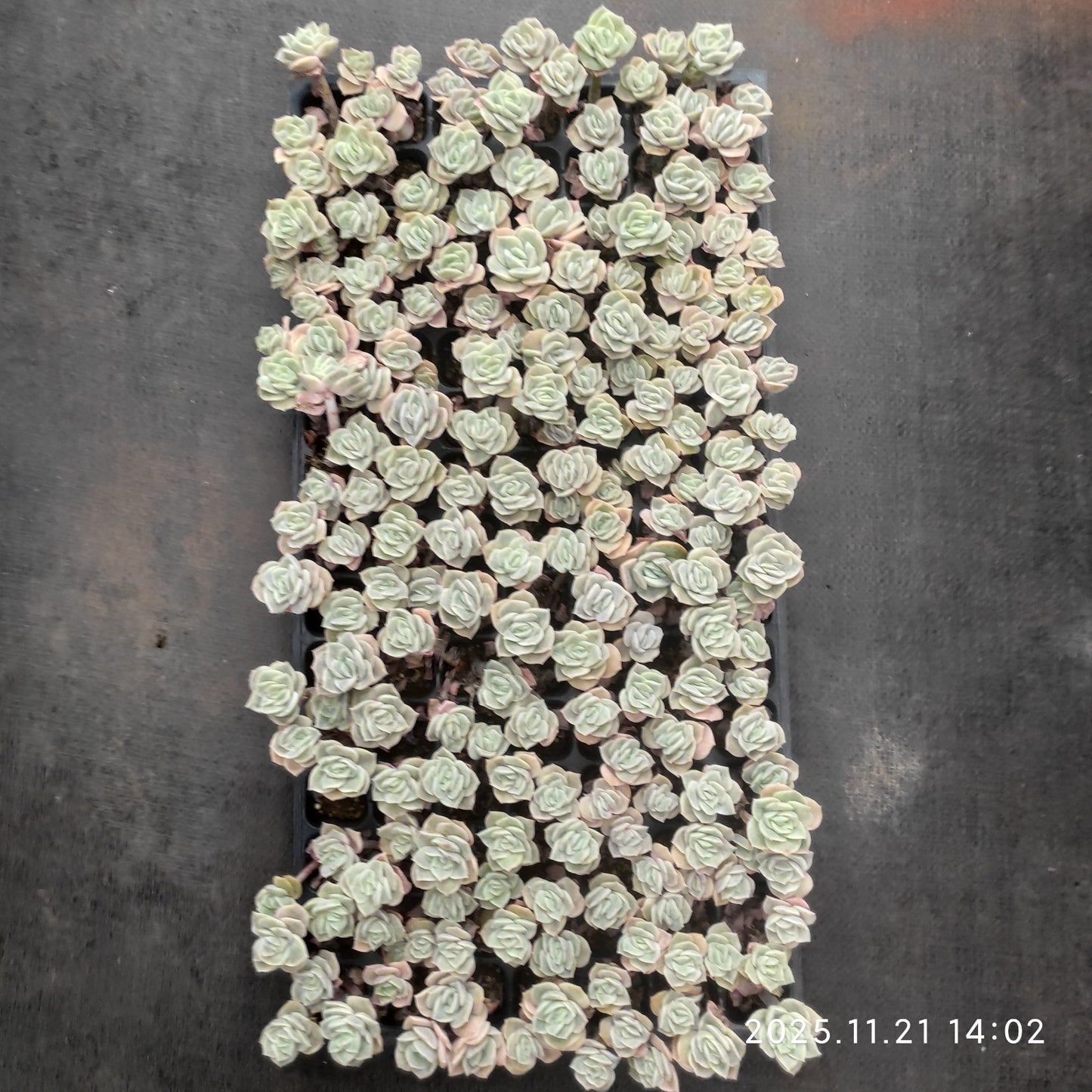 22147 ラブリーローズ(3cm pot)(ポット苗)