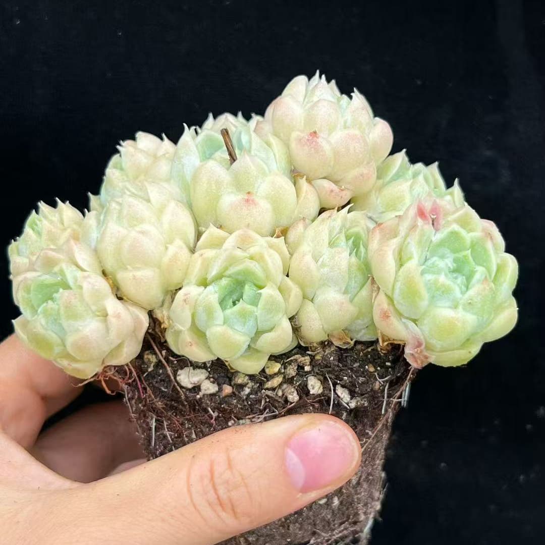 BL2060 ヒューミリス(9cm pot)