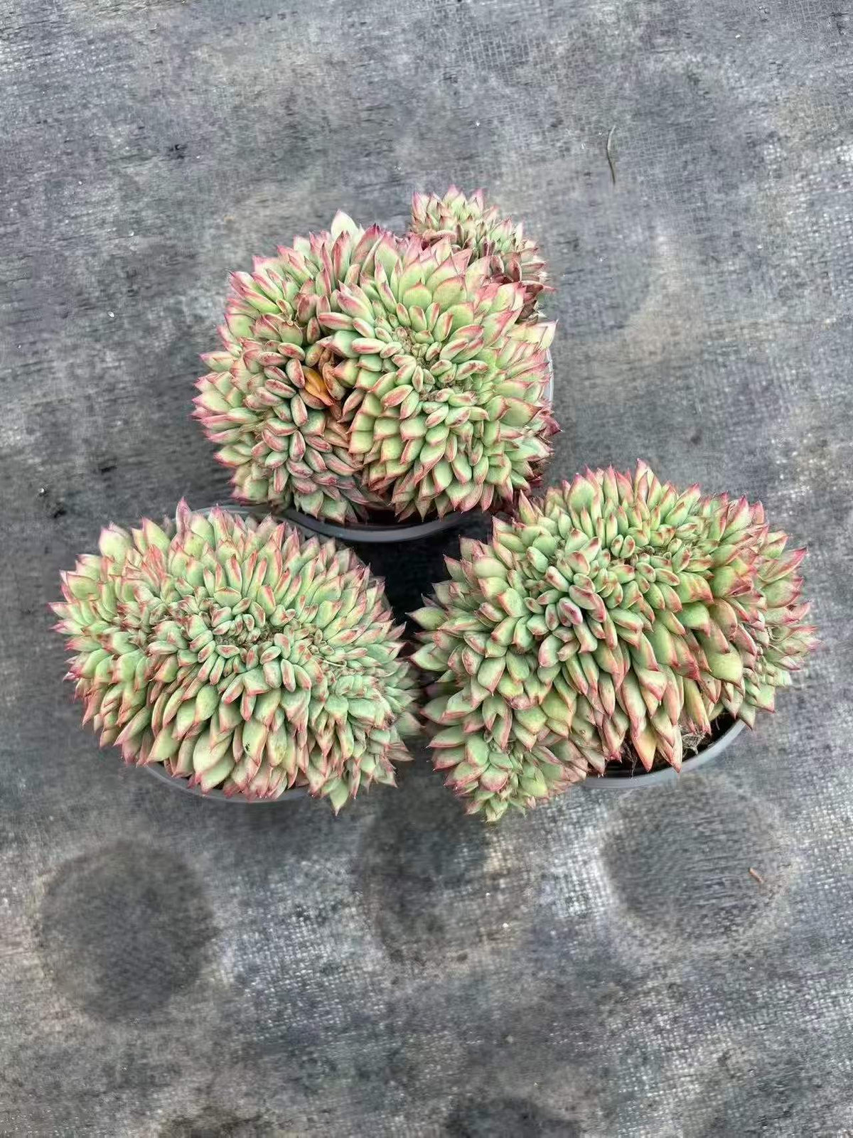 112330 ラタム 綴化