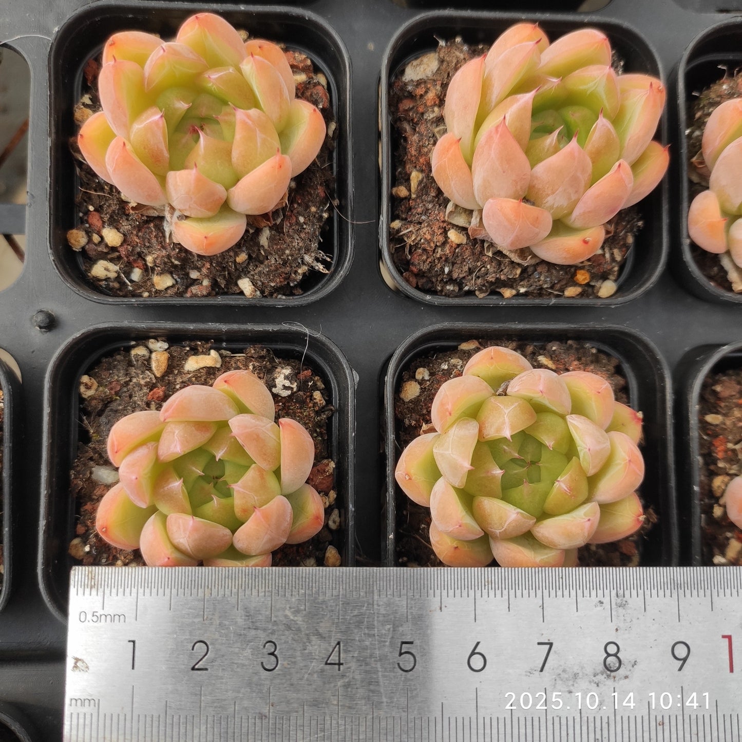 16411 アイス マウンティン(5.5cm pot)