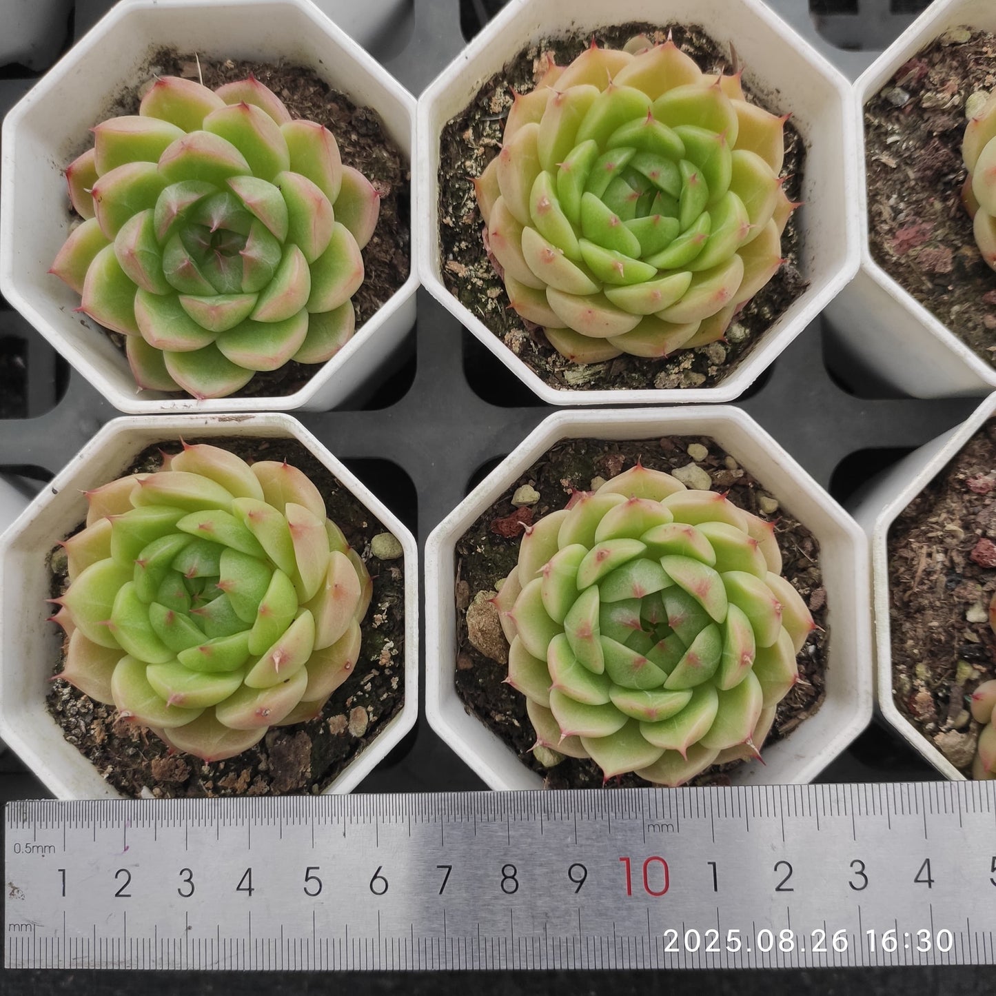 DQ096 ブループリント (7cm pot)
