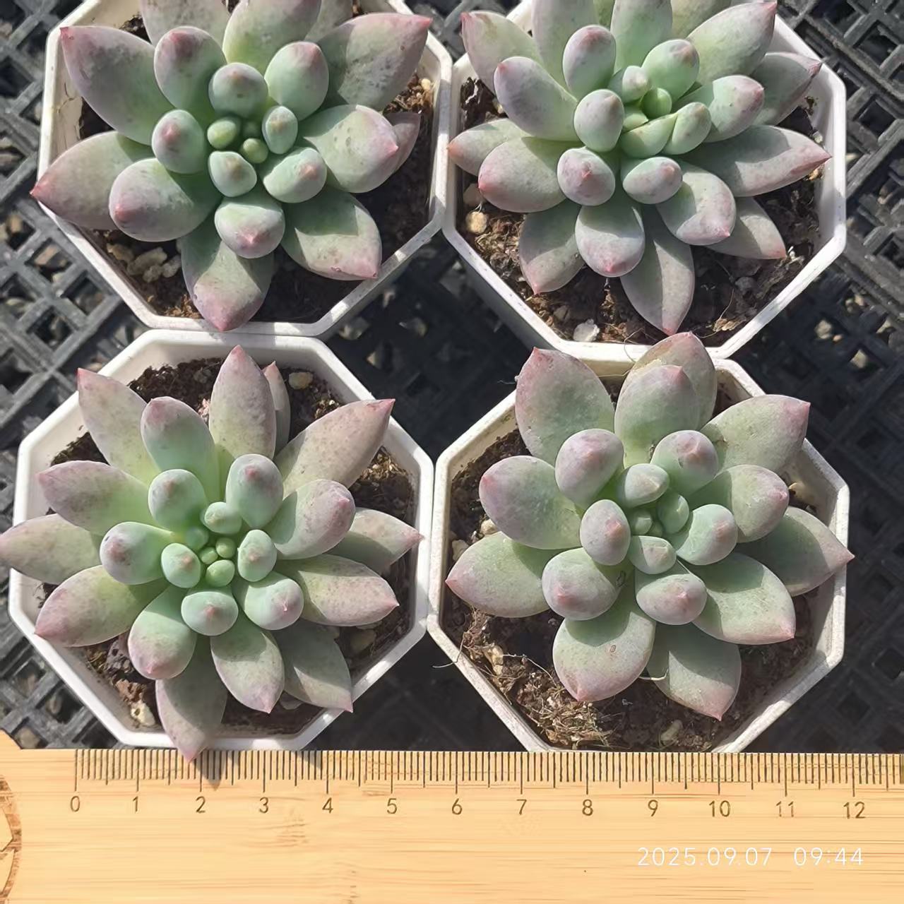 FFH341 エンジェルスフィンガー(6.5cm pot)