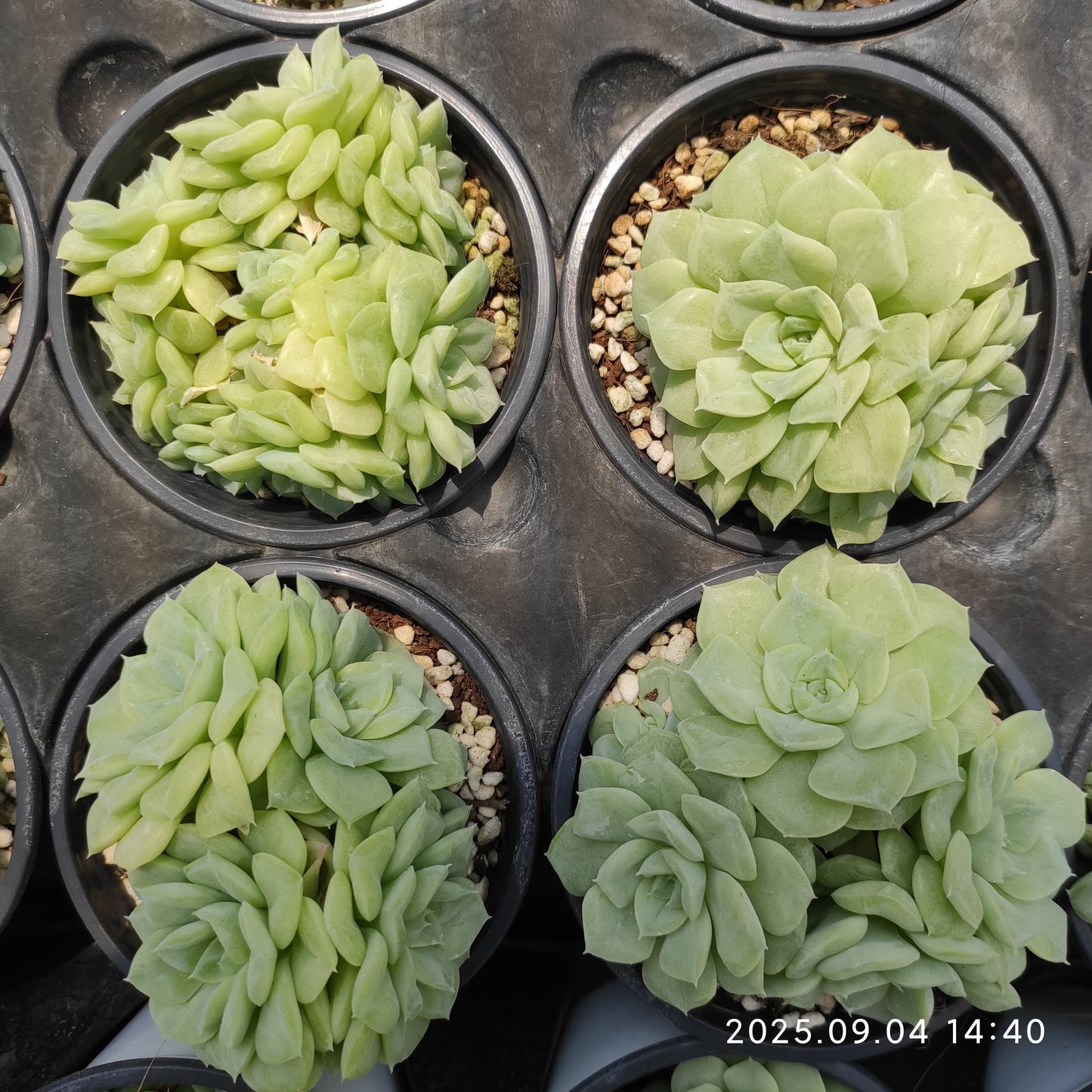 MMY925 ホワイトスワン(白鳥)(9cm pot)