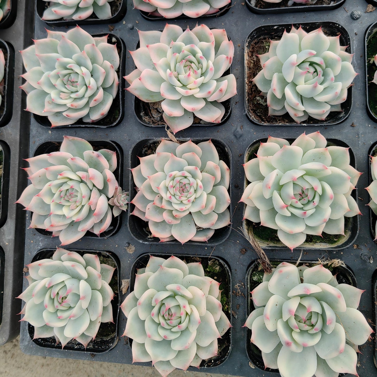 26021 チワワエンシス錦