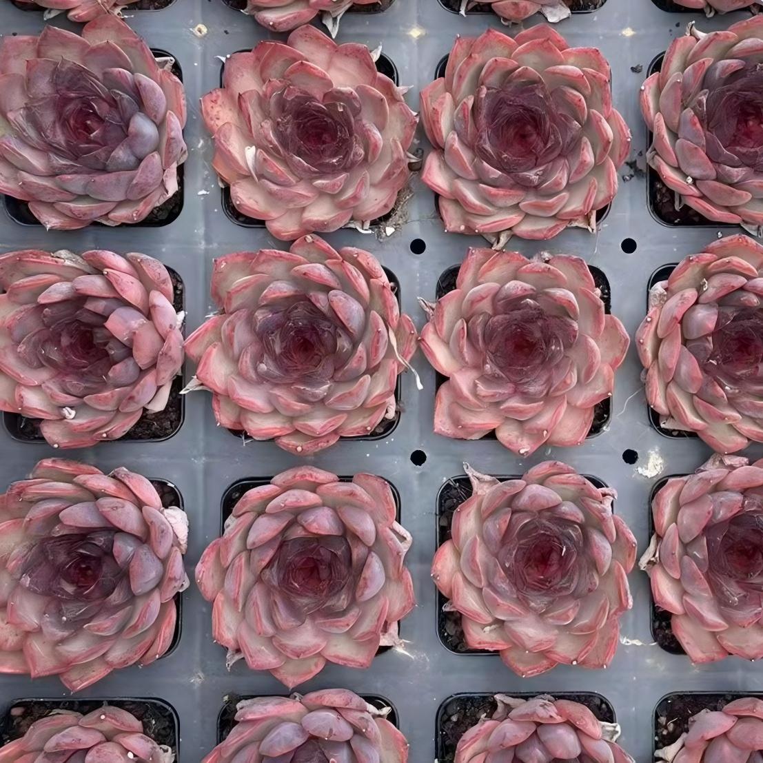 23431 シュガー ハート ダイアリー(7cm pot)