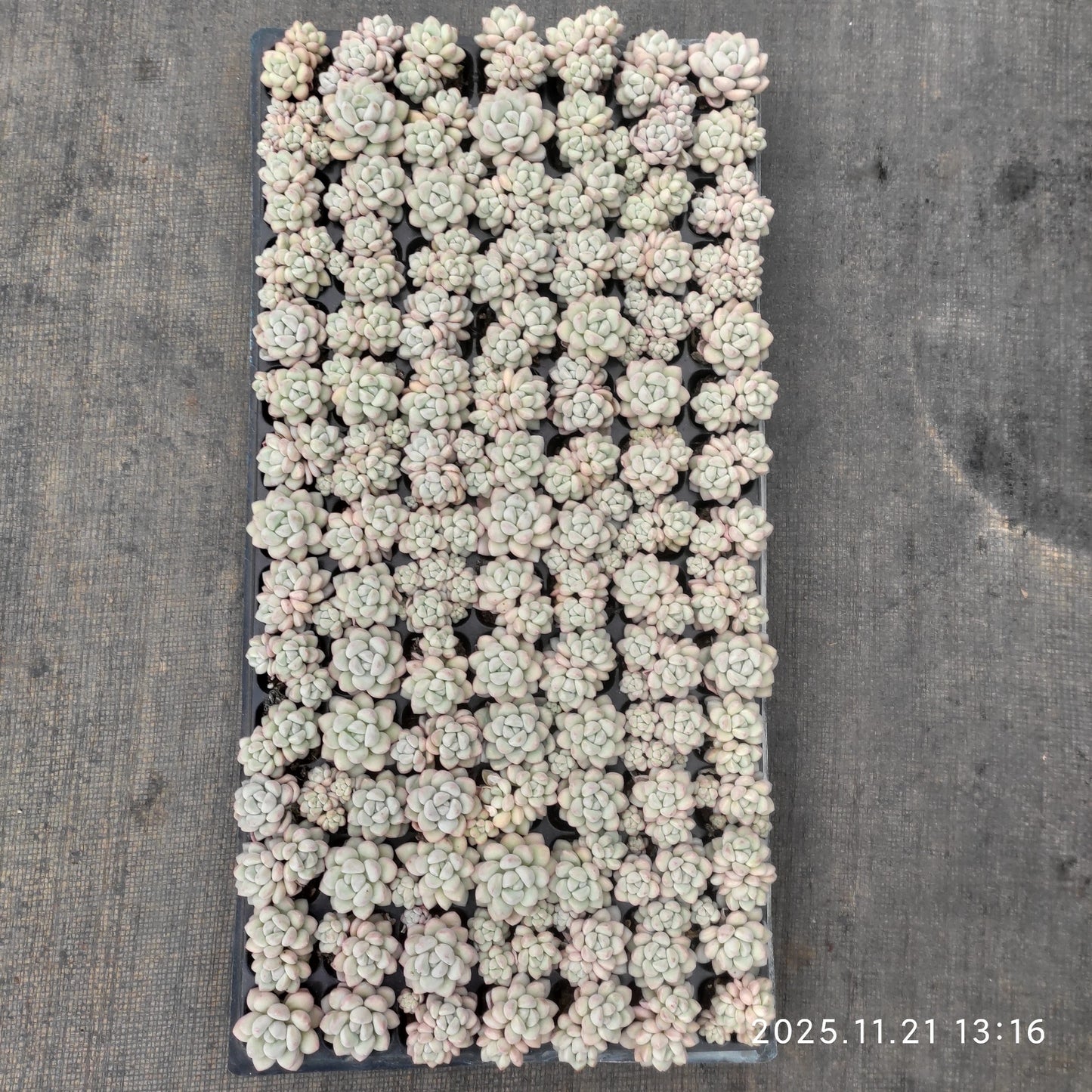 22135 バブルガム(3cm pot)(ポット苗)