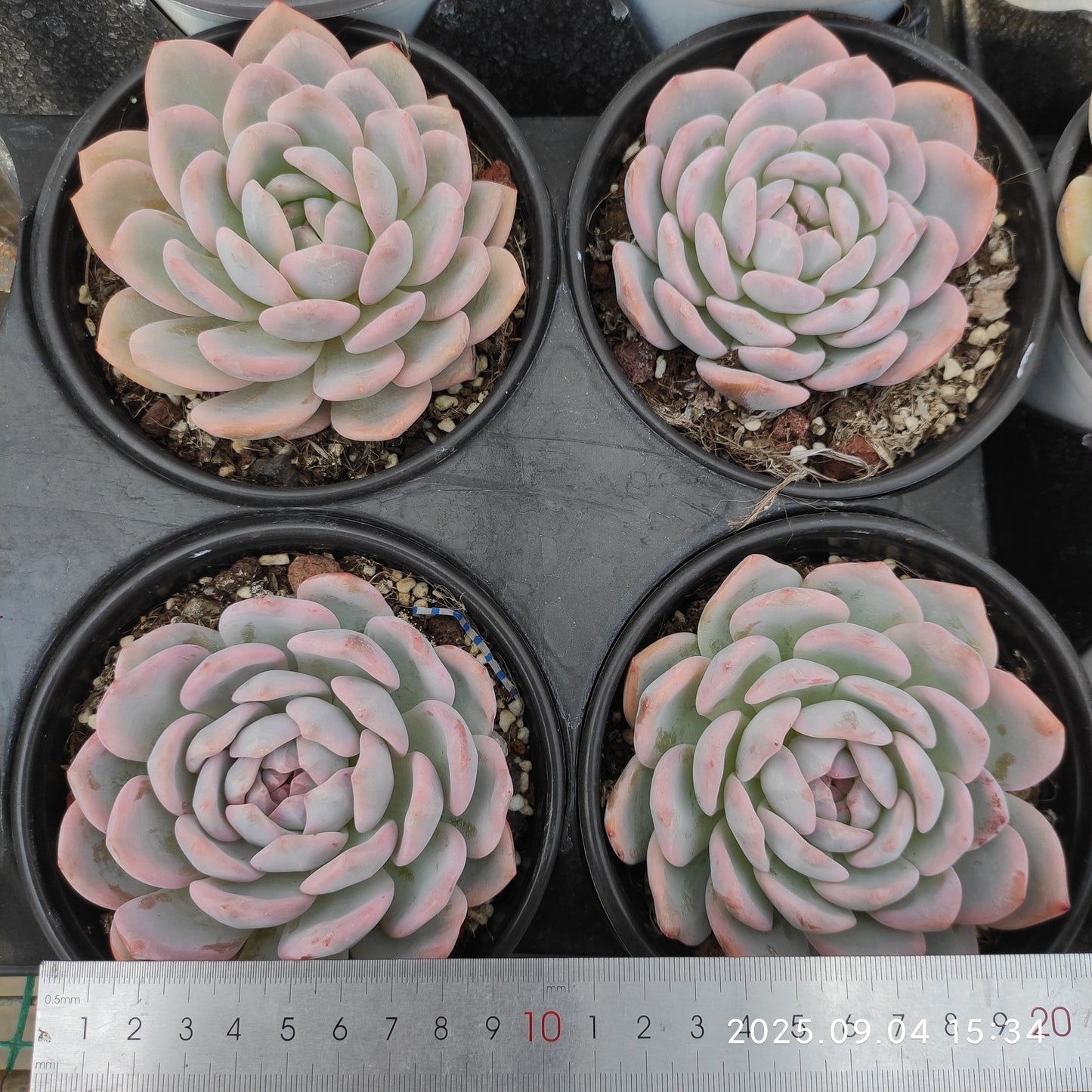 MMY1285 オレンジモンロー錦(12cm pot)