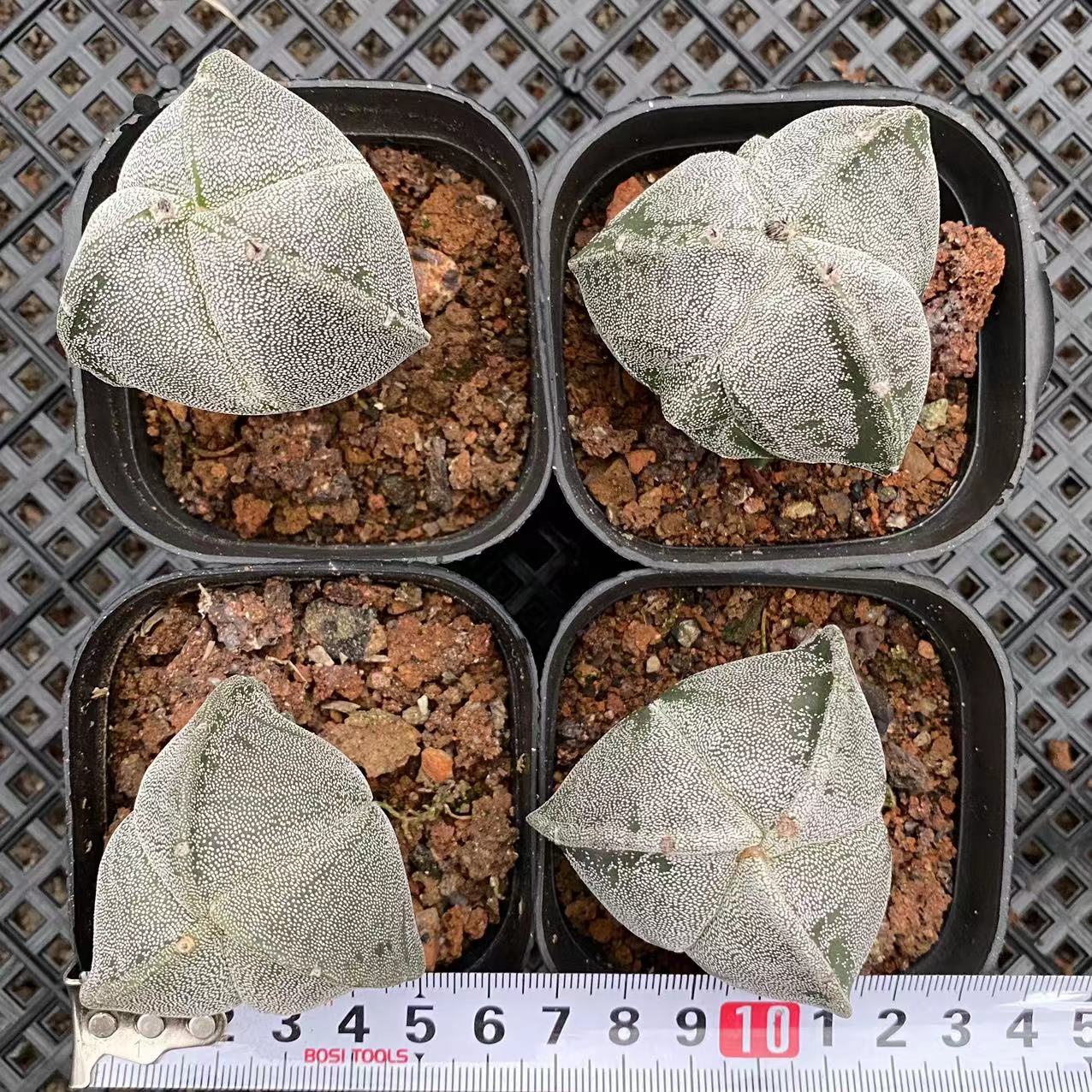 ZL059 三角鸞鳳玉(6.5cm pot)