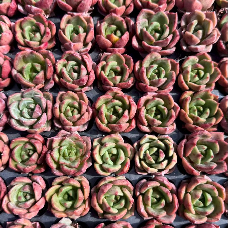 19431 スモールピーチ x アガボイデス(3cm pot)(ポット苗)