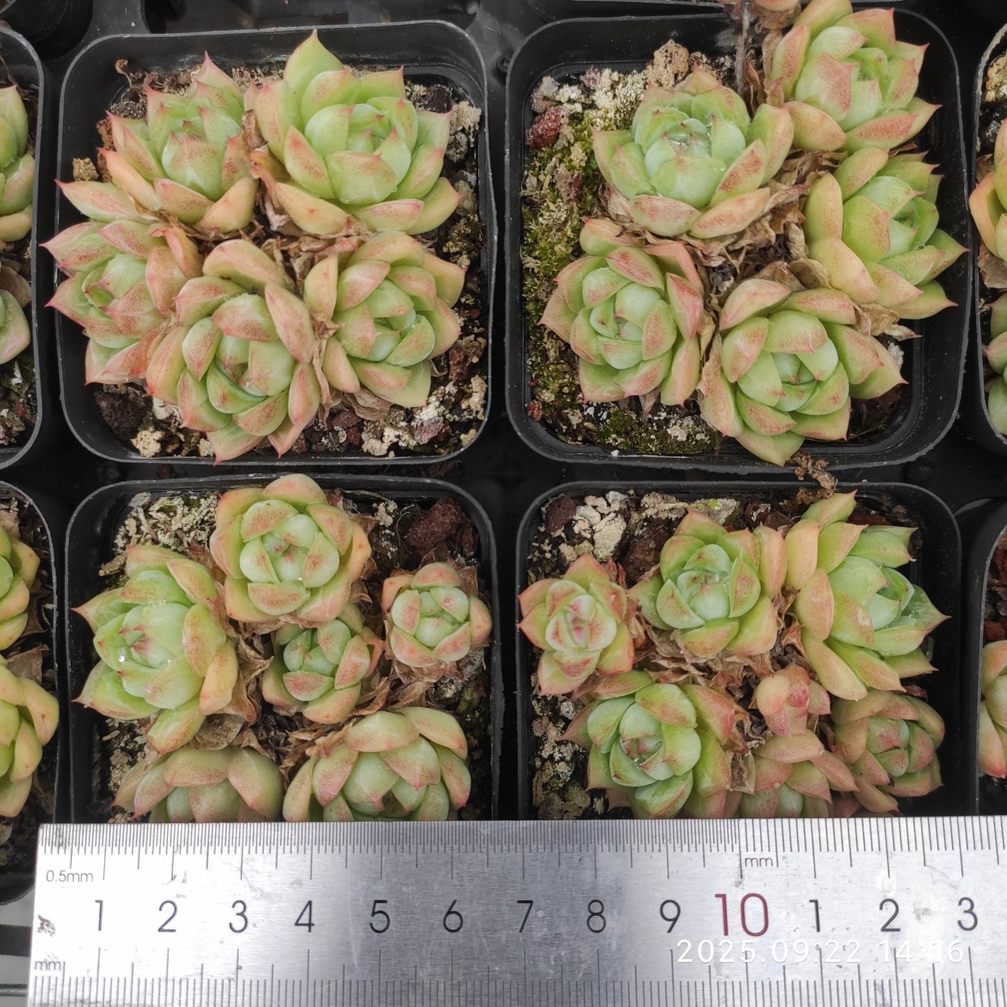 LB069 クゥイサァドゥ(7cm pot)