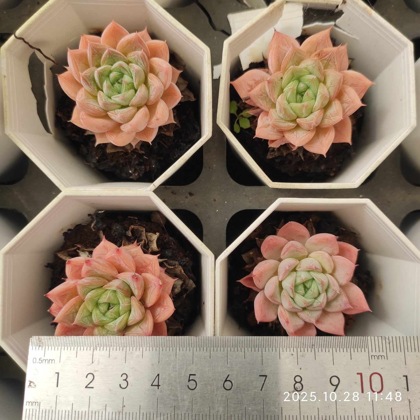 19482 シャドウ(7cm pot)