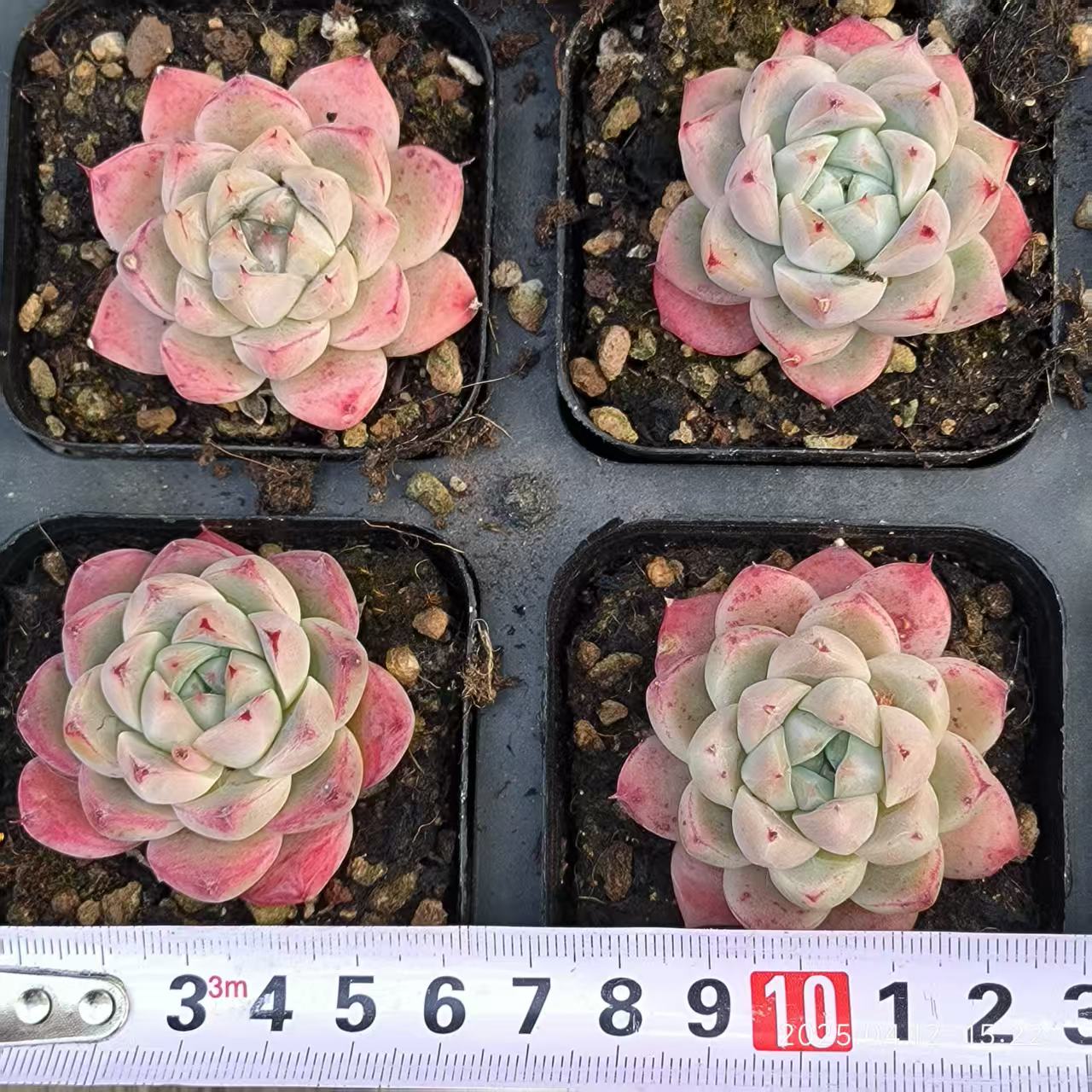 LG685 ドリームスーツ(6.5cm pot)