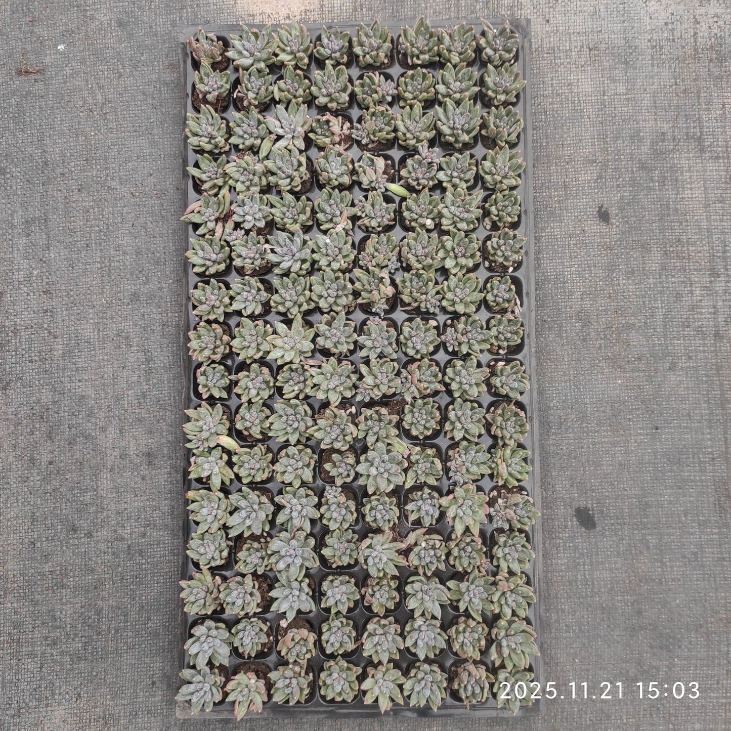 21752 クリスタル クラブクローズ(3cm pot)(ポット苗)