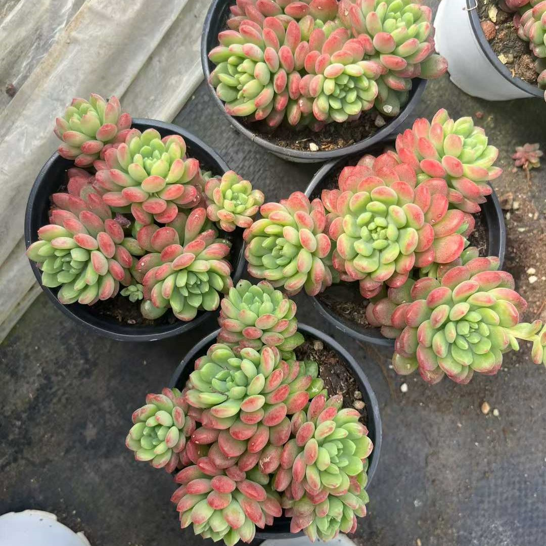 24087 ストローブレ ムース