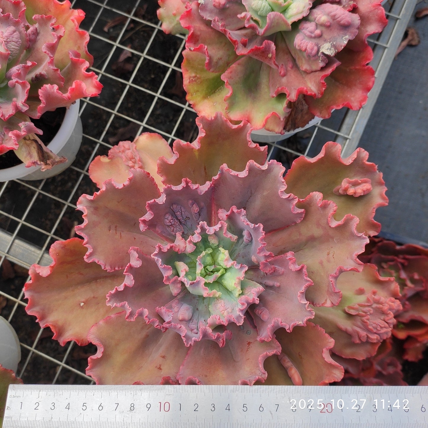 ZAJ063 カーニバル(18cm pot)