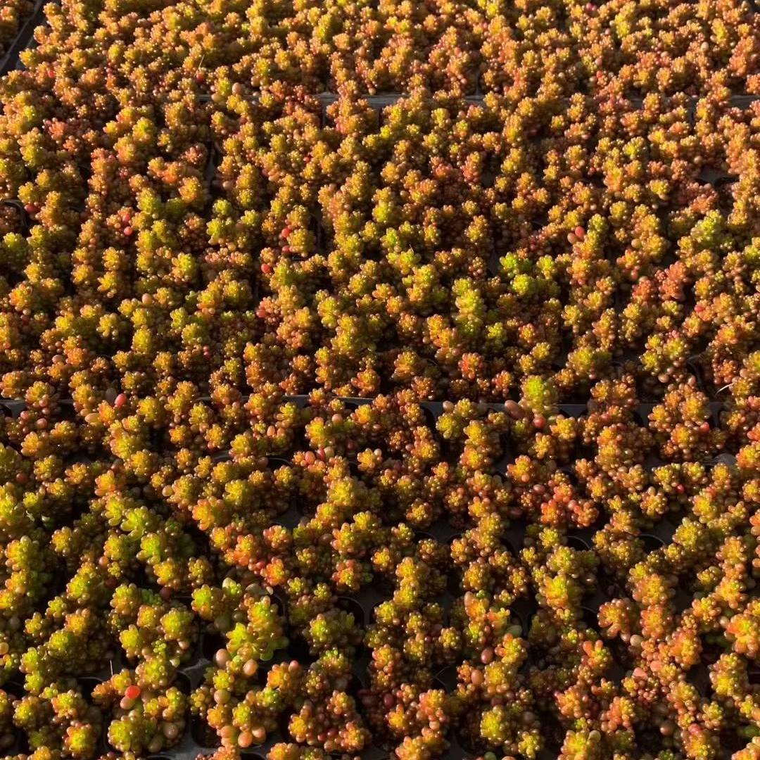 23436 ラブロティンクタム レドベリー(3cm pot)(ポット苗)