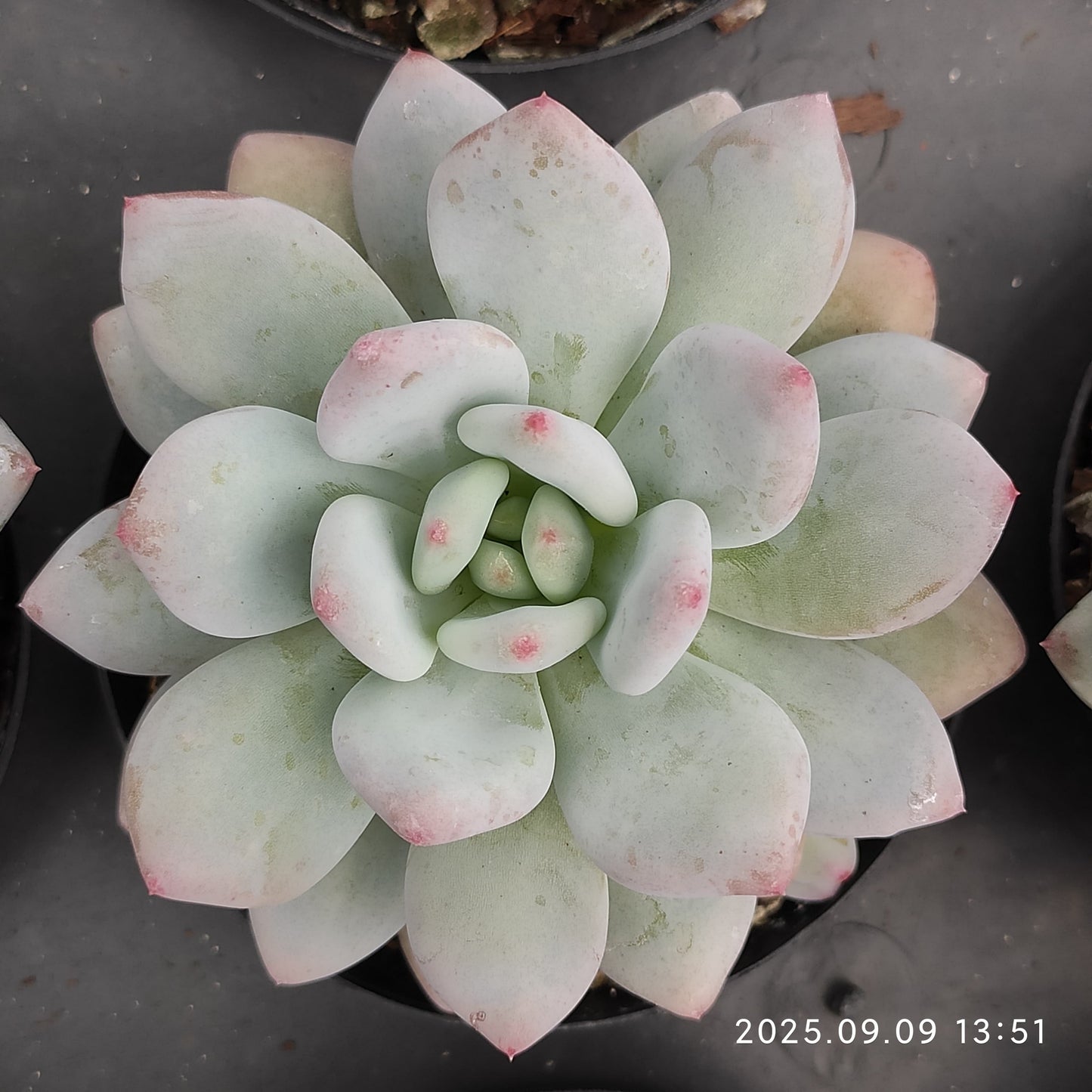 MMT882 スノー シャイン(9cm pot)