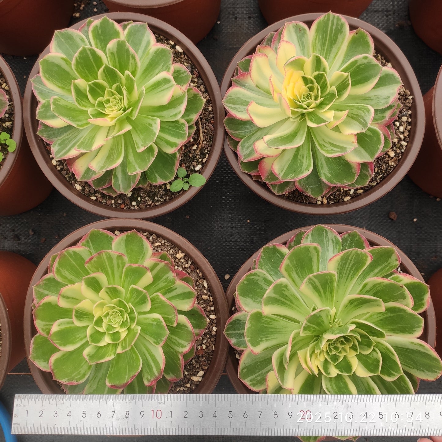 THH085 アータスコープ(18cm pot)