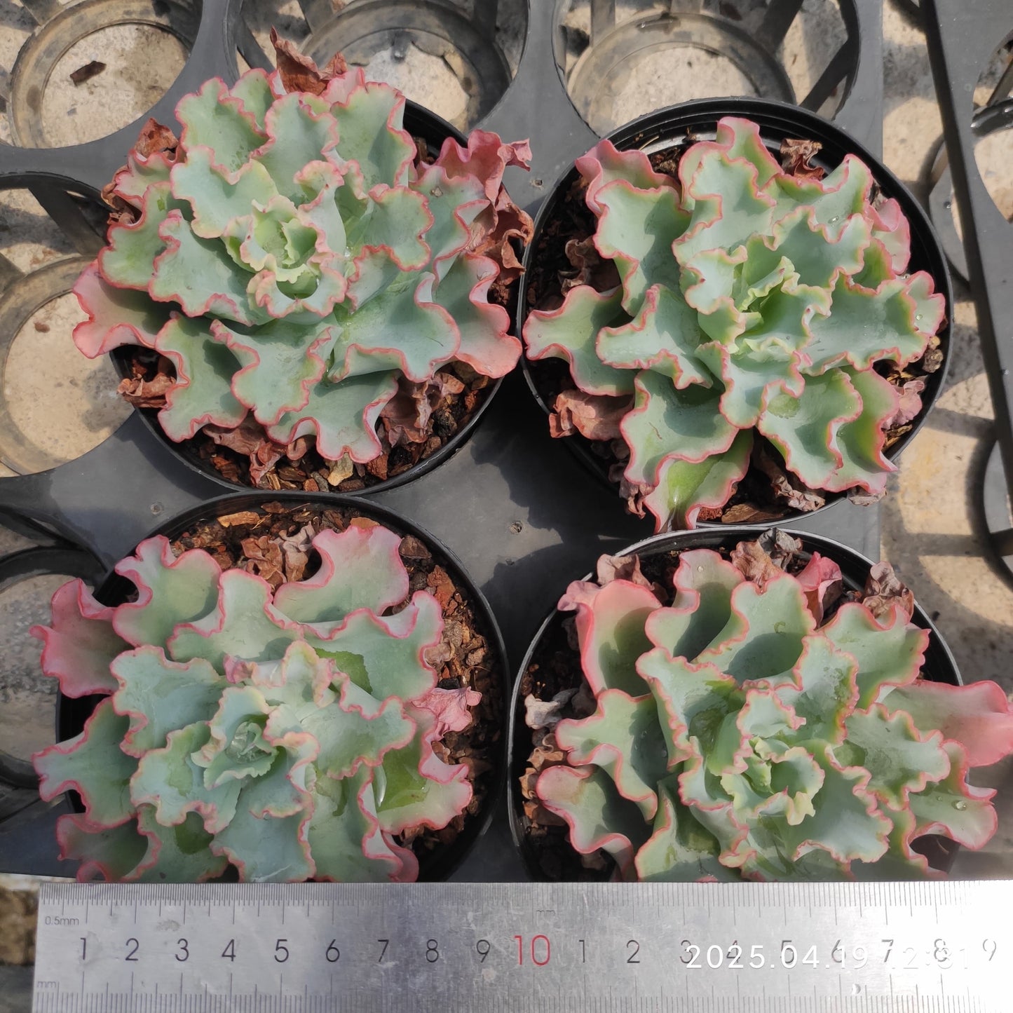 ZZA137 アクエリアス(12cm pot)