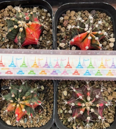 CS195 ミハノビッチ錦(7cm pot)