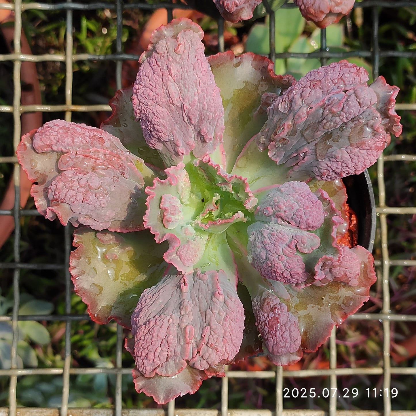 ZZA136 バロンボールド(11cm pot)