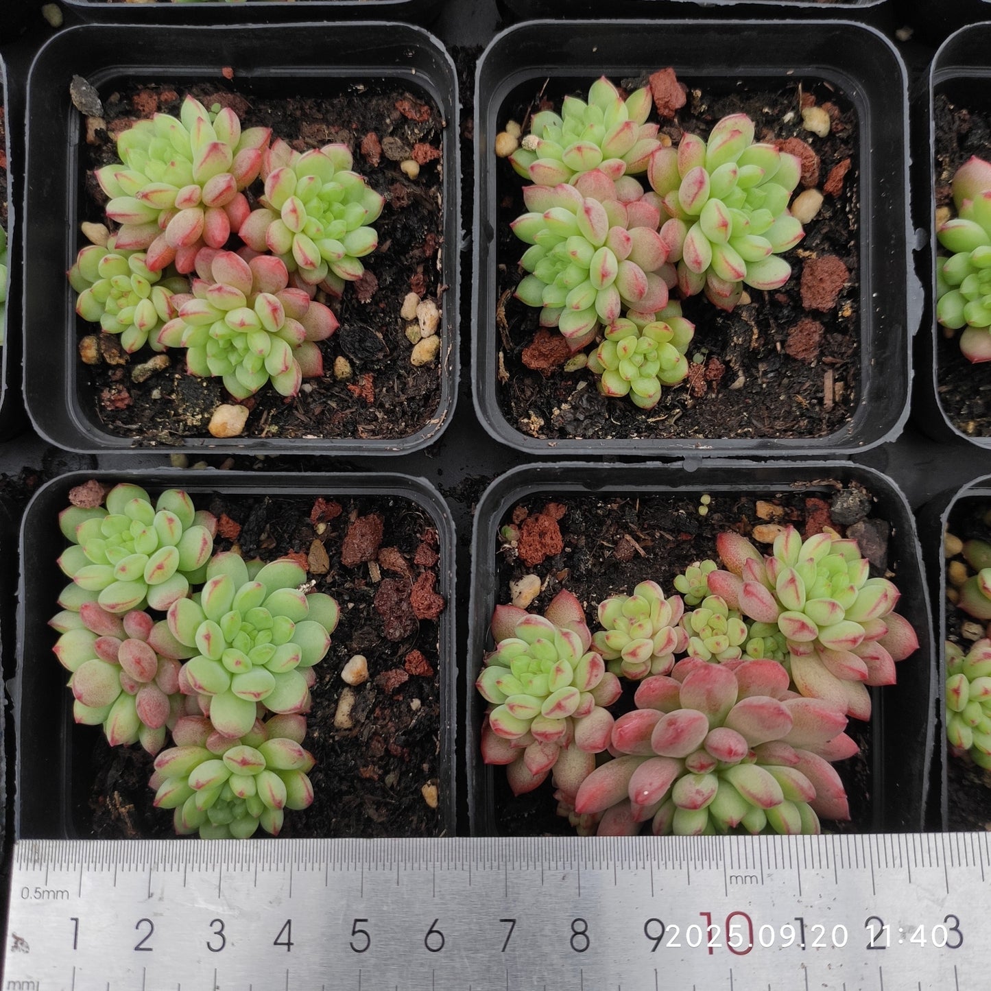 DQ161 ストロベリー ブース(7cm pot)
