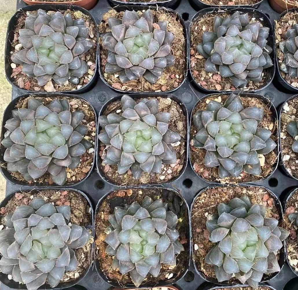 CS128 藍鏡 (7cm pot)