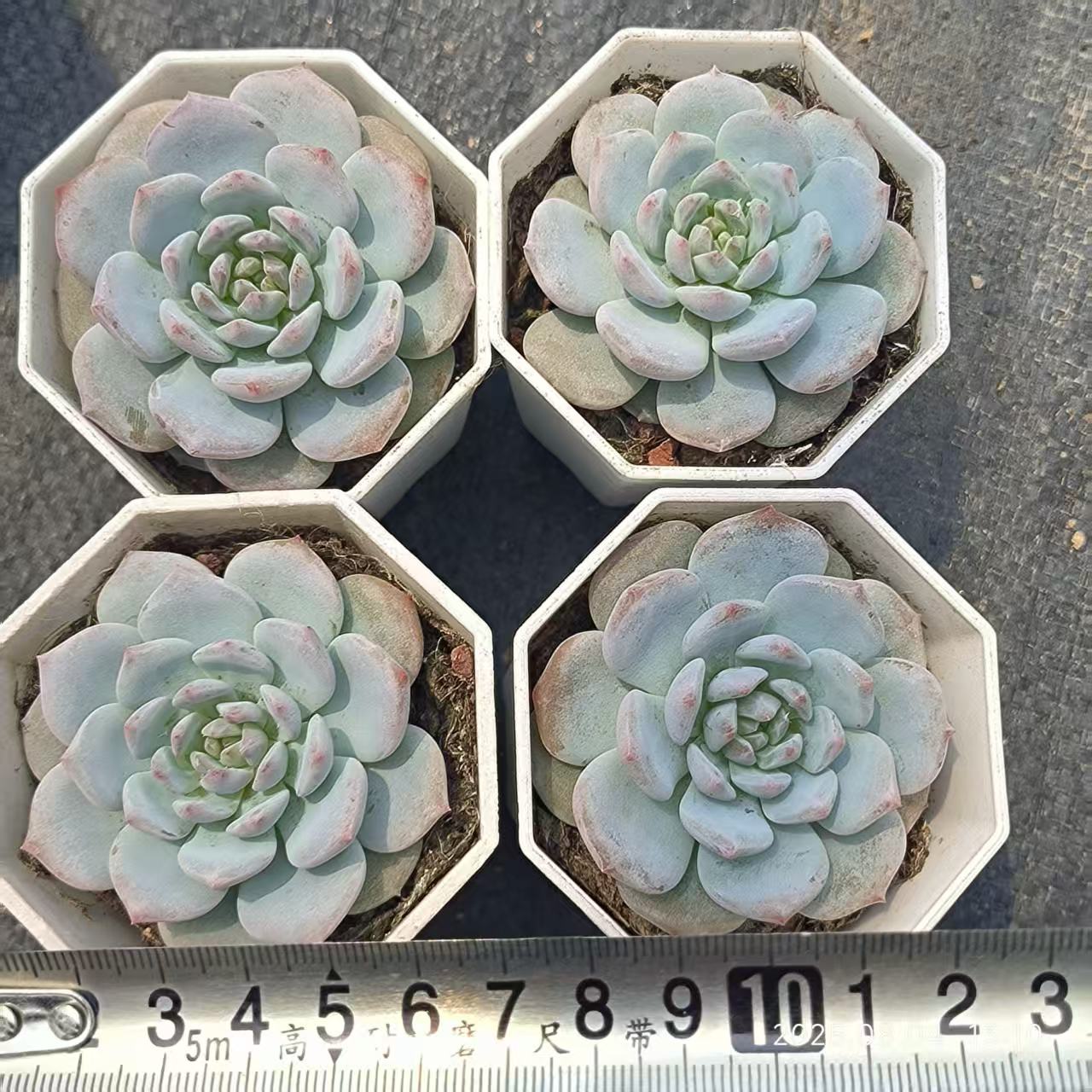 XS1060 スターモンロー(6.5cm pot)