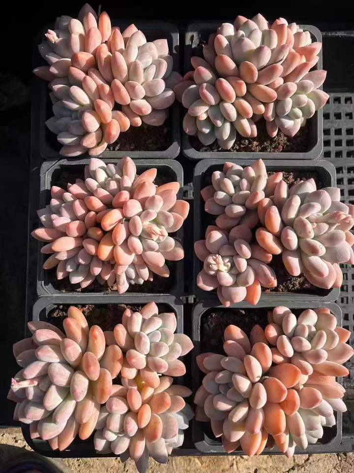 262941 フレーベル