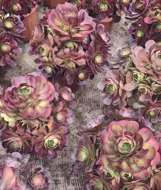 26571 サラダボウル