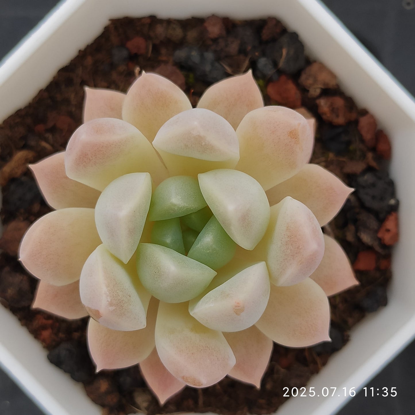 YBB065 パンドHyb(7cm pot)