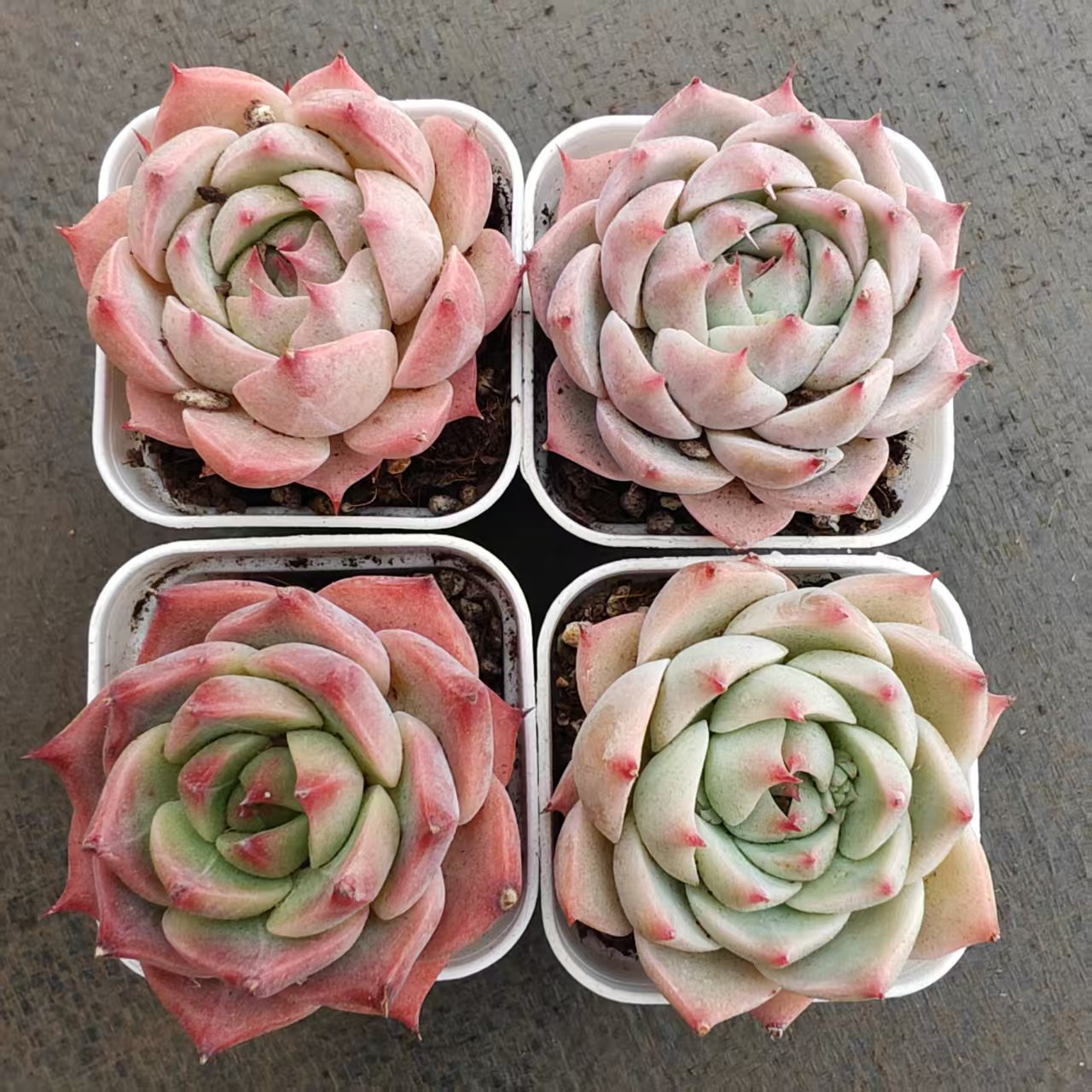 22740 チワワエンシスHyb