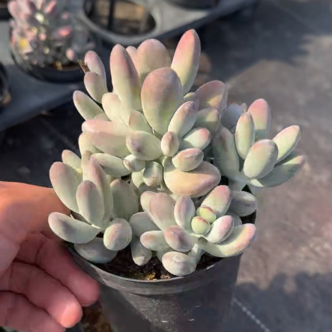 25340 オービキュラータ