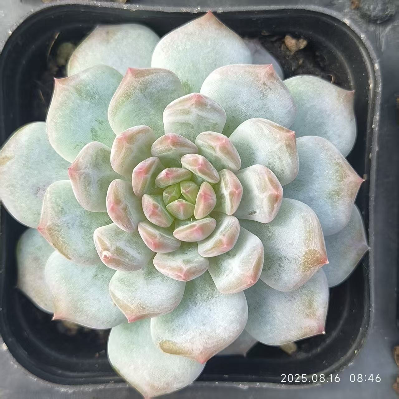 LG769 ジェイドモンロー (6.5cm pot)