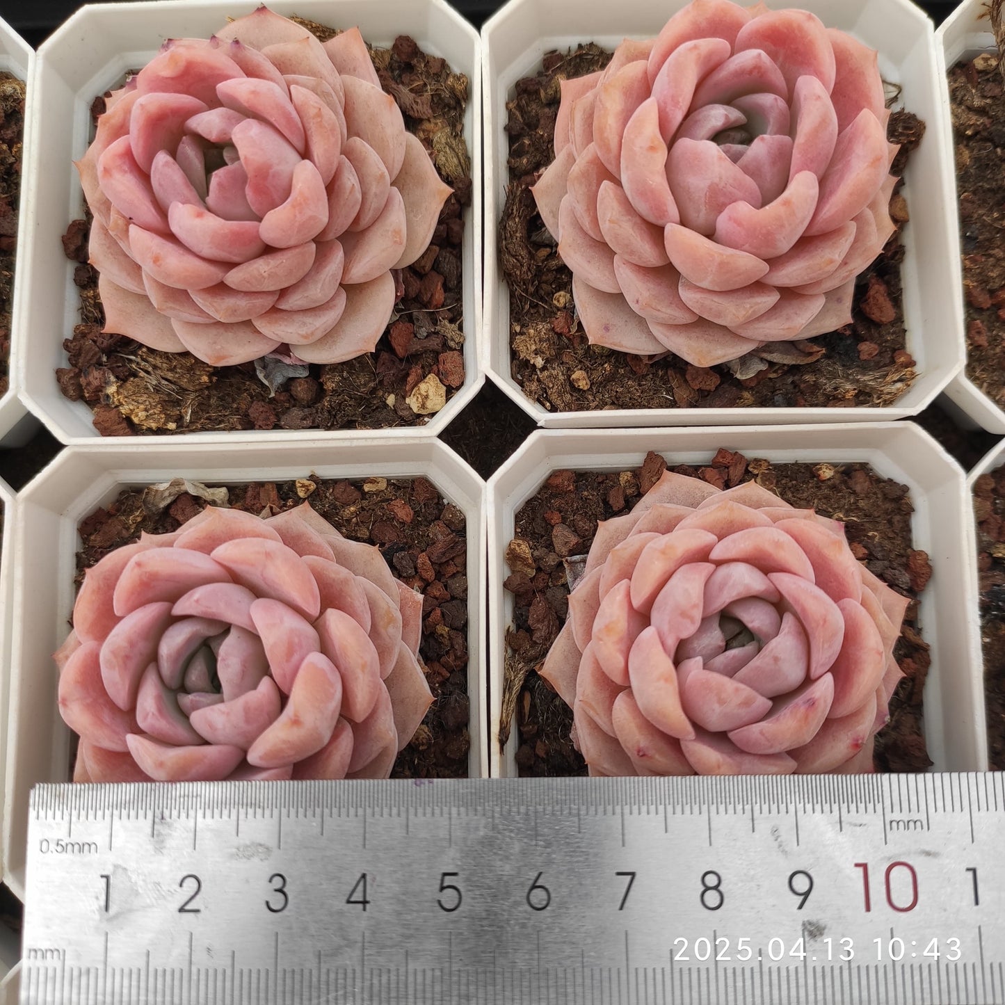 LMM203 エリークィーン (7cm pot)