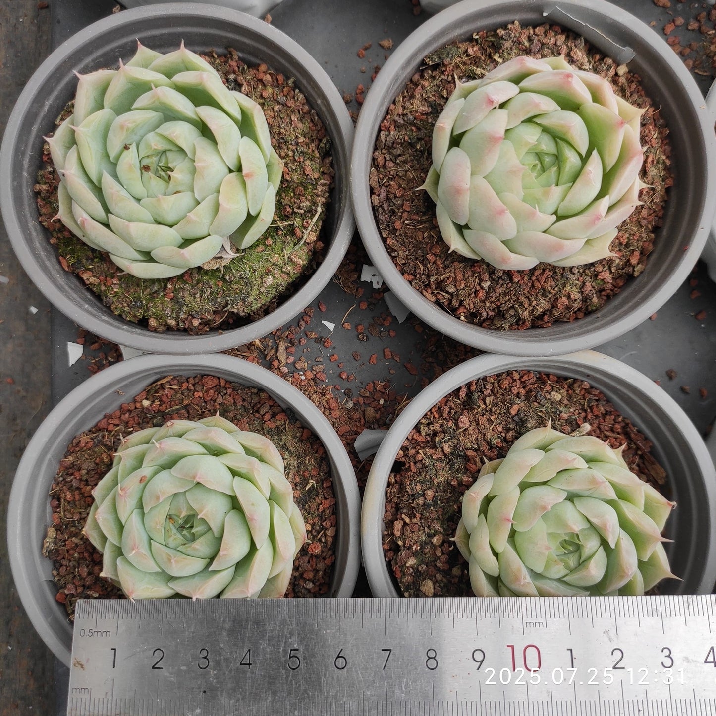 NGN177 パンドラ(7cm pot)