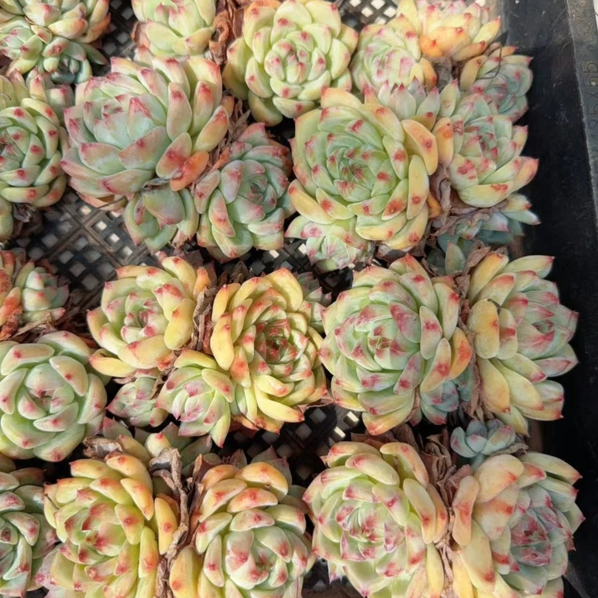 QNY133 ホワイトラタム(9cm pot)